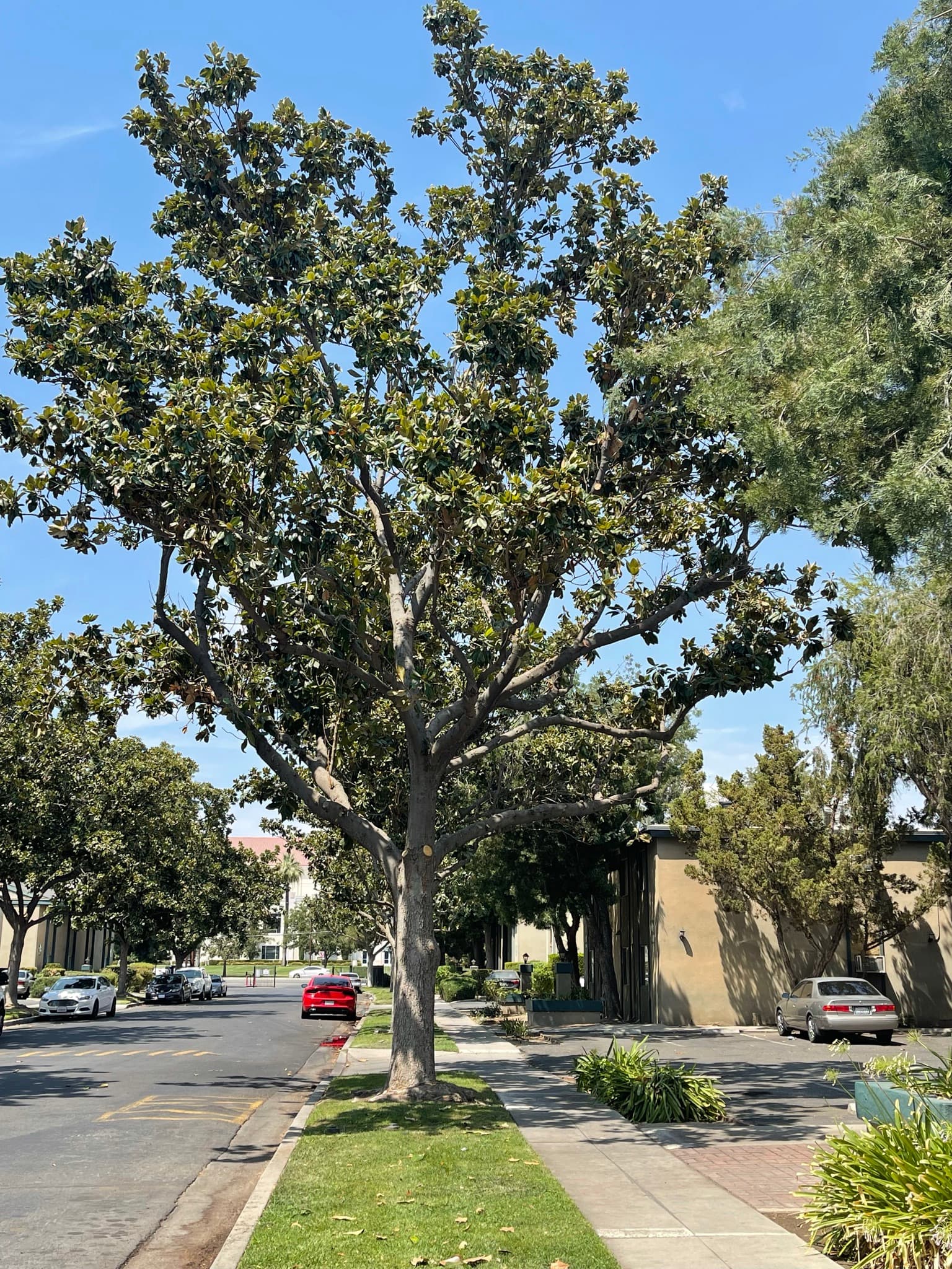 Tree care project