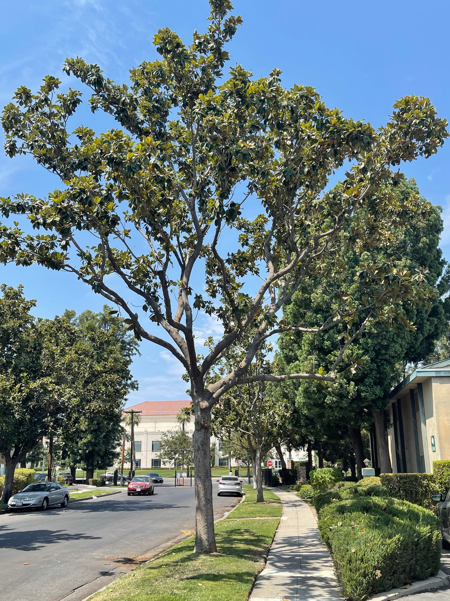 Finished tree removal