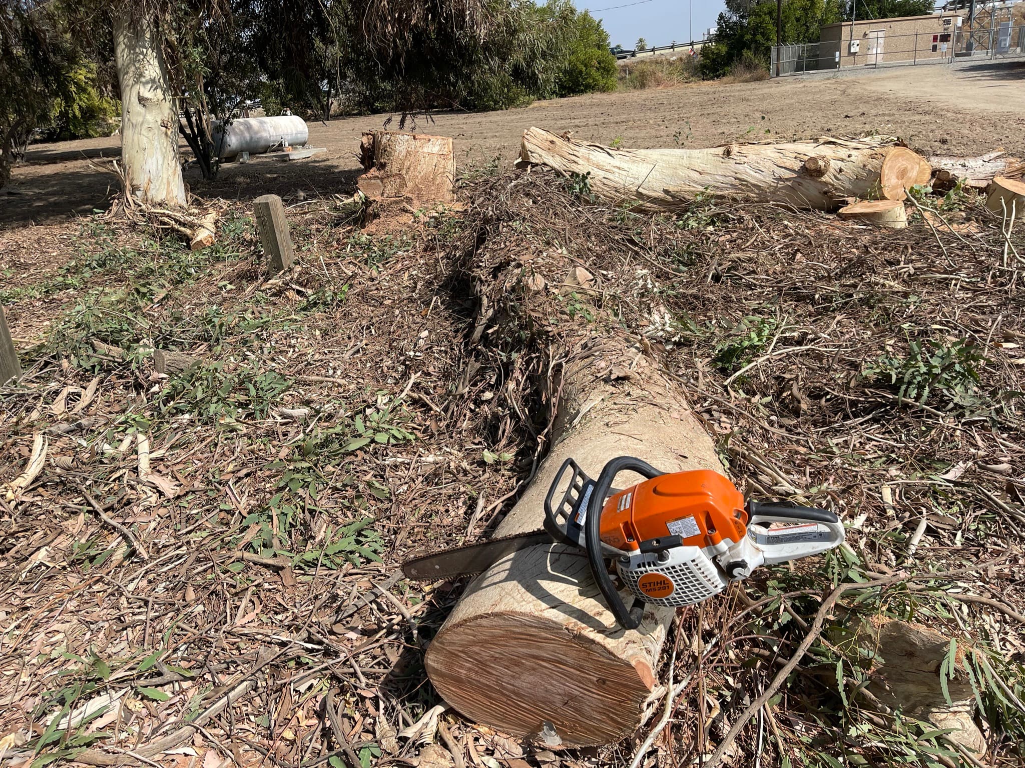 Large tree removal project in Fresno