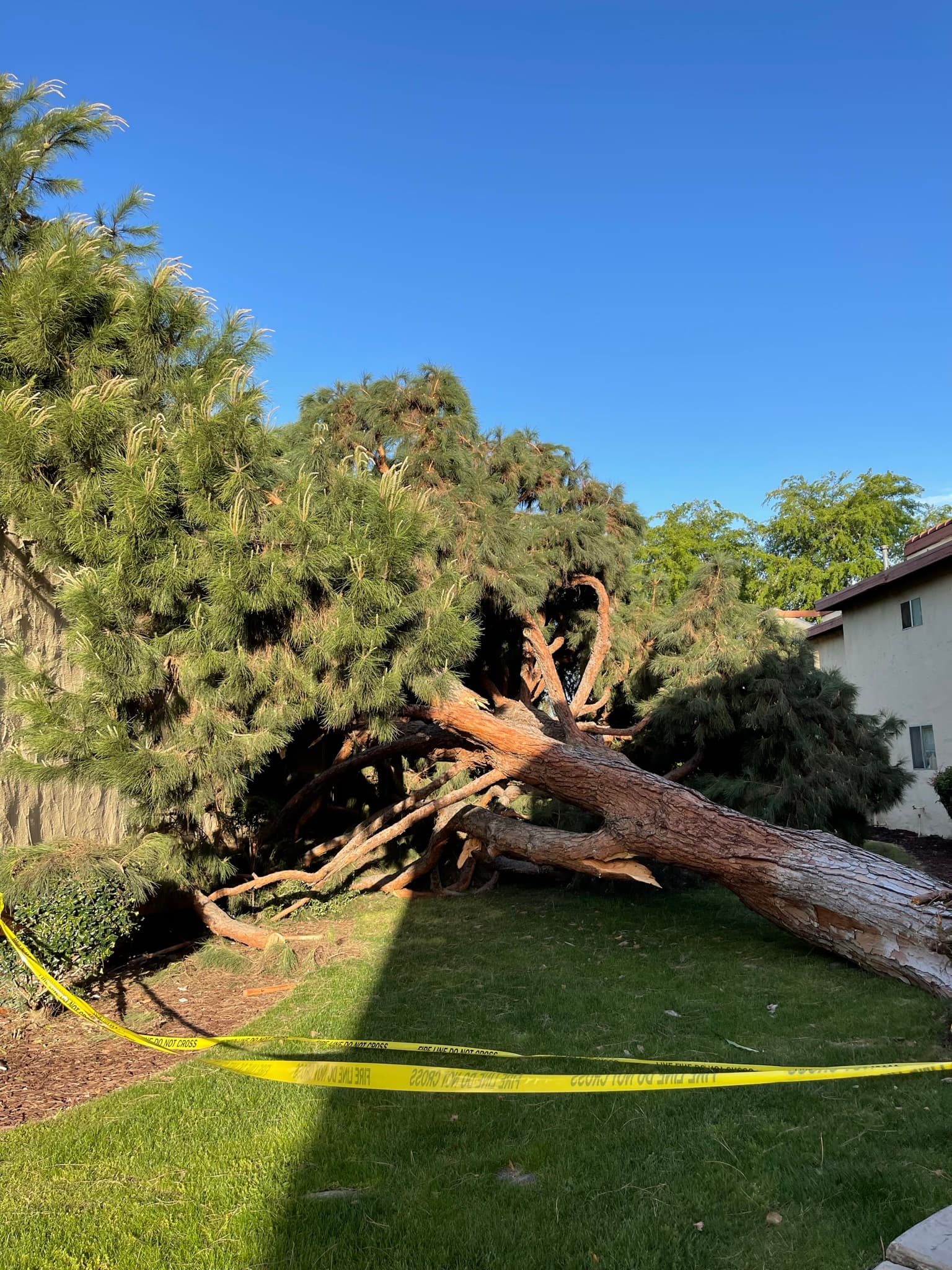 Emergency tree service fallen tree