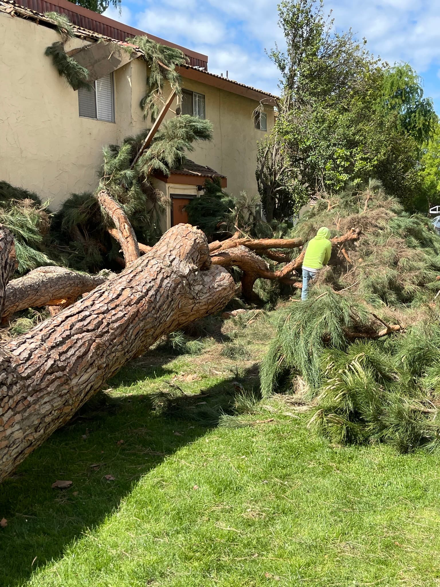 Tree Maniac crew at work