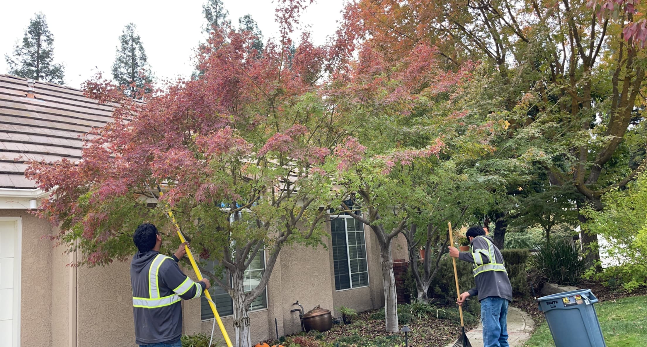 Tree service in Madera, CA