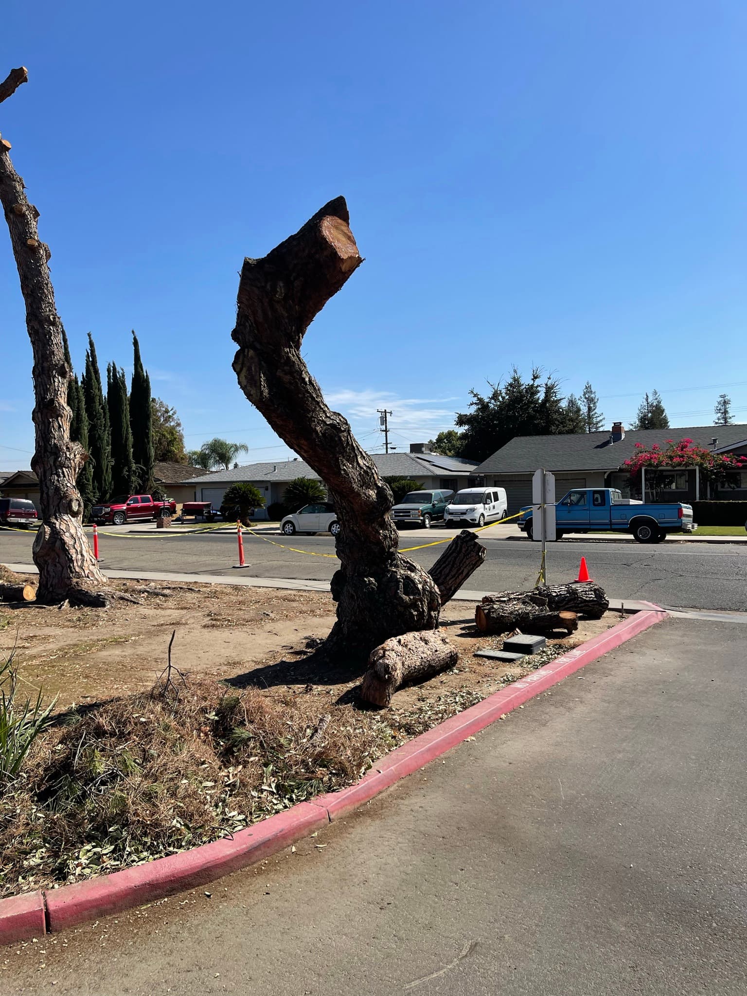 Professional tree trimming