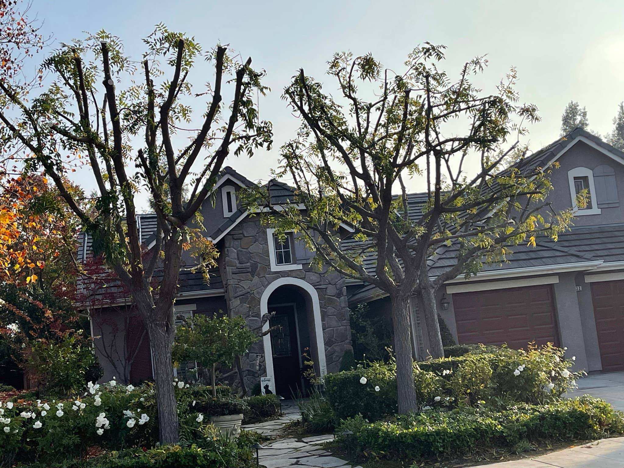 Residential Tree Services